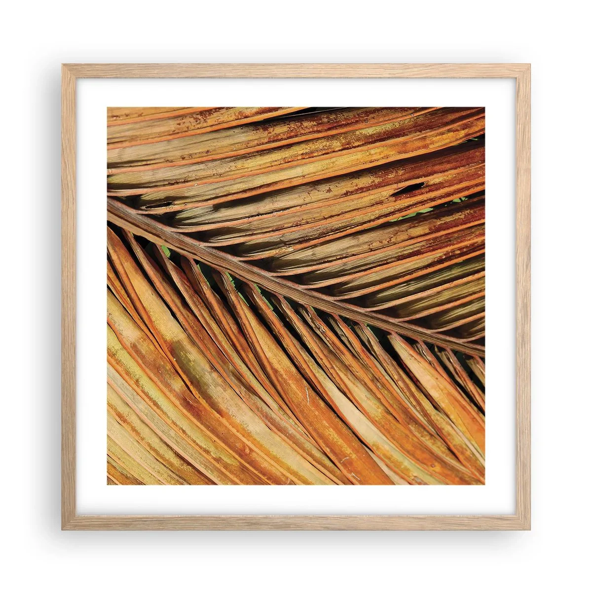 Pôster com moldura de carvalho claro - Ouro de coco - 50x50 cm