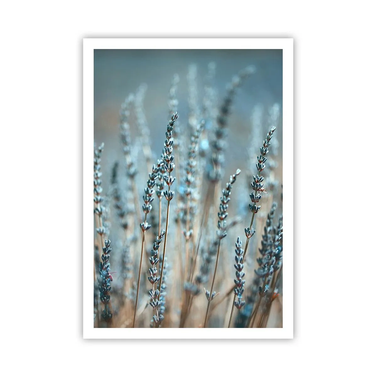 Pôster - Prado perfumado - 70x100 cm