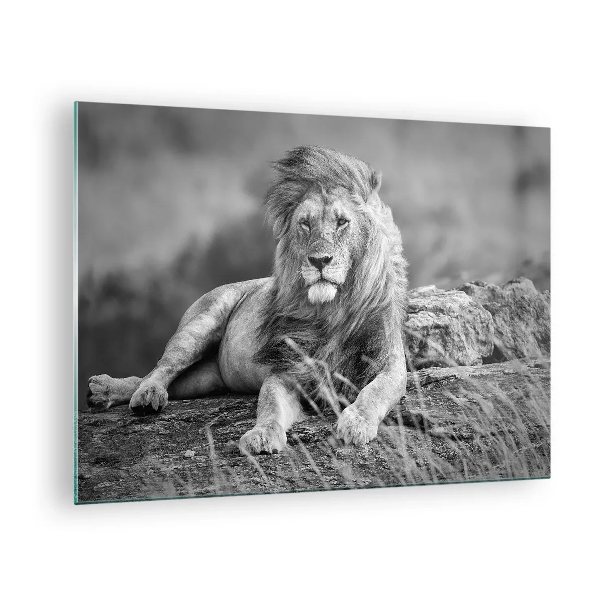Quadro em vidro - Um leão descansando sobre uma rocha em uma paisagem monocromática. - 70x50cm - Sesta real - Decoração de parede moderna para a sala de estar e quarto ARTTOR
