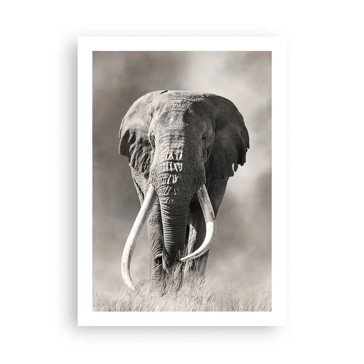 Pôster - Patriarca africano - 50x70 cm