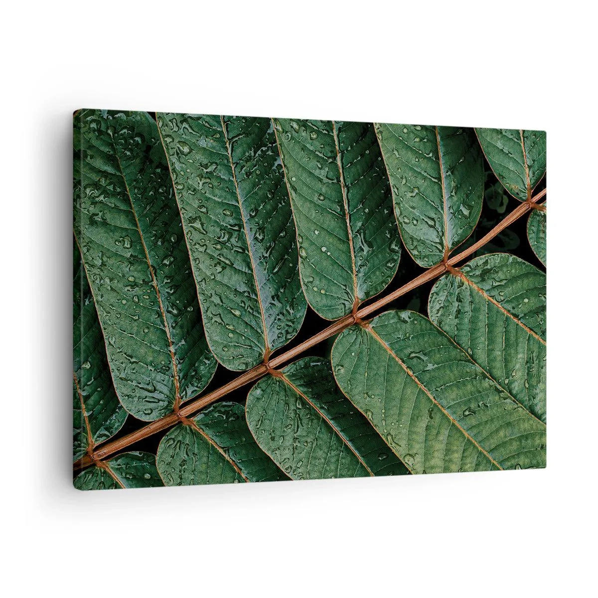 Quadro em tela - Foto macro de folhas verdes com gotas de orvalho - 70x50cm - Num ritmo verde - Decoração de parede moderna para a sala de estar e quarto ARTTOR