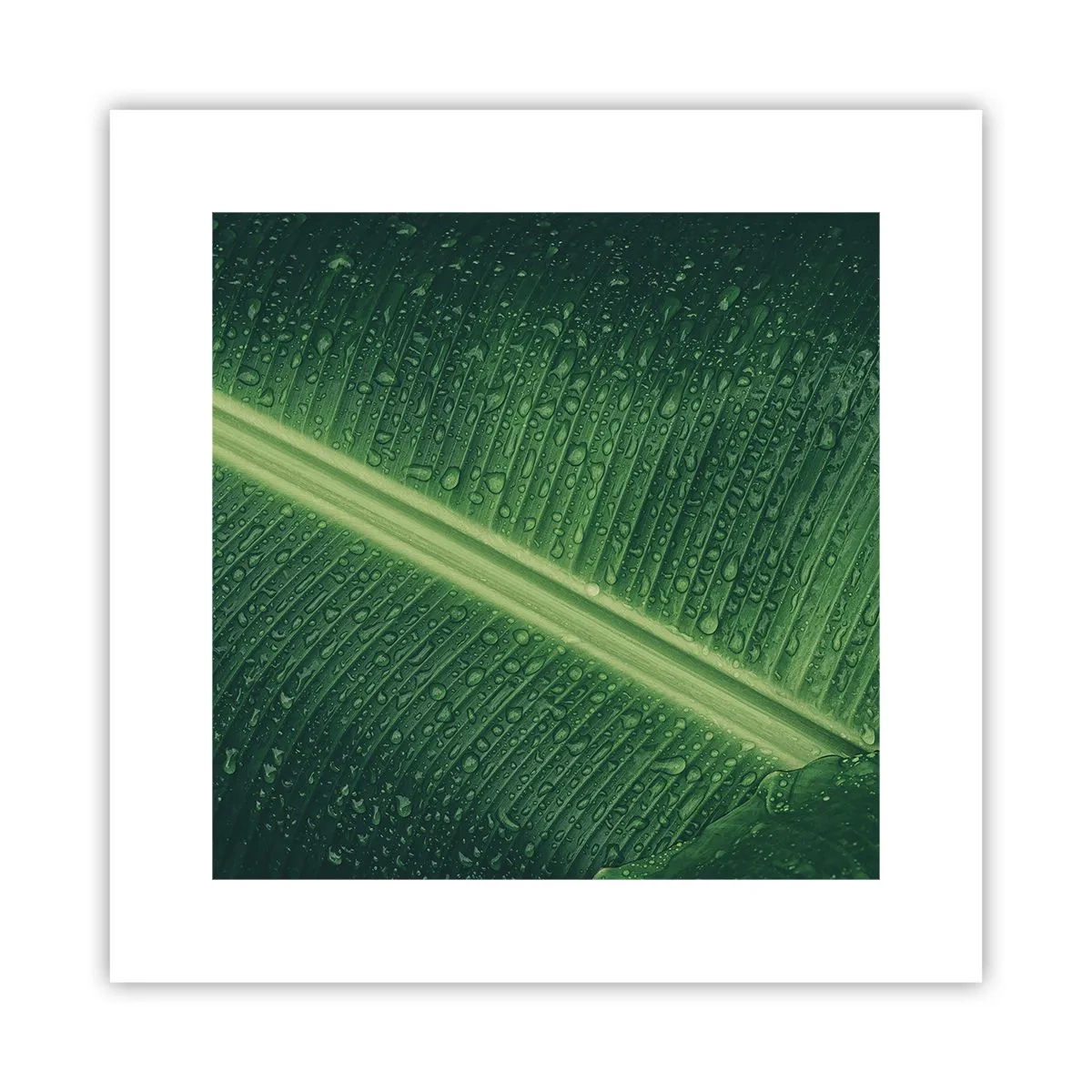 Pôster - A estrutura da vegetação - 30x30 cm