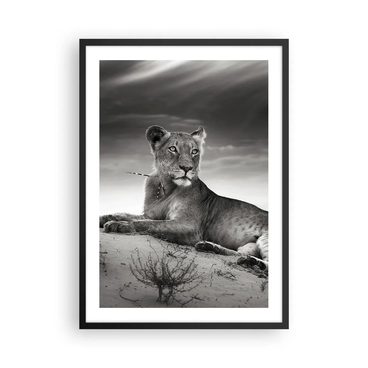 Pôster com moldura preta - Retrato em preto e branco de um leão descansando no deserto - 50x70cm - Descanso da Rainha do Deserto - Decoração de parede moderna para a sala de estar e quarto ARTTOR