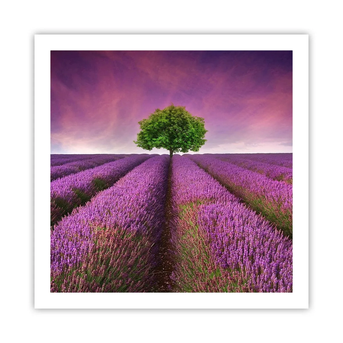 Pôster - Nos campos de lavanda - 60x60 cm