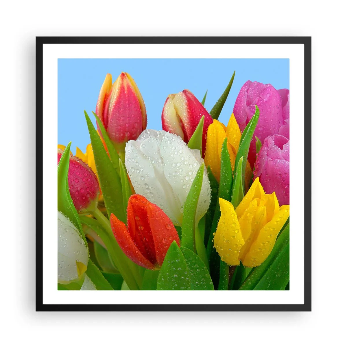 Pôster com moldura preta - Arco-íris floral em gotas de orvalho - 60x60 cm