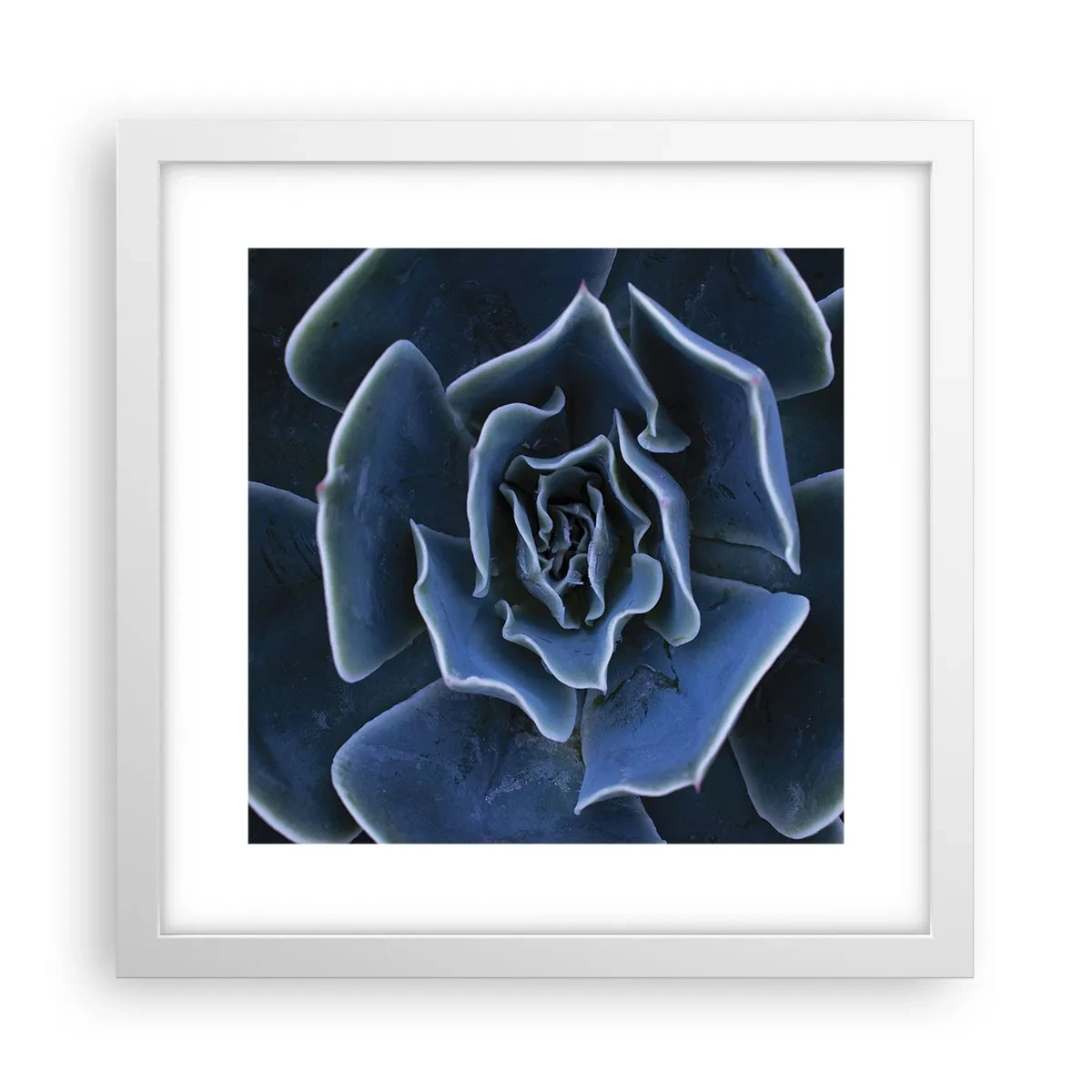 Pôster em moldura branca - Flor do deserto - 30x30 cm