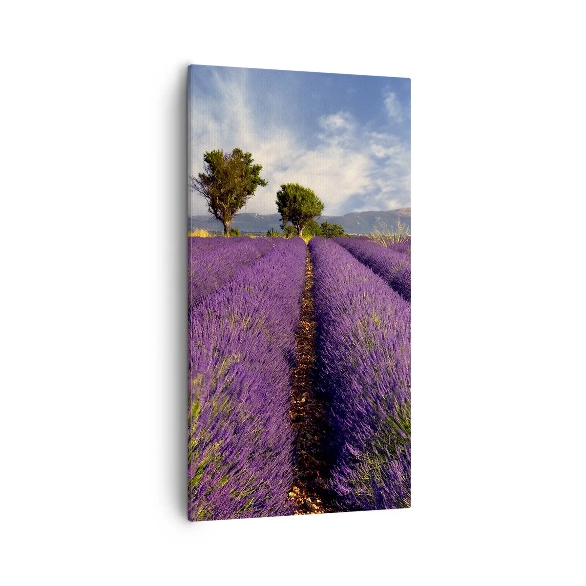 Quadro em tela - Prados de lavanda - 55x100 cm