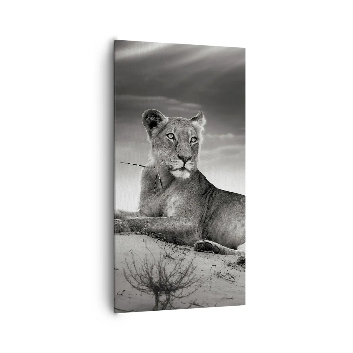 Quadro em tela - Descanso da Rainha do Deserto - 65x120 cm