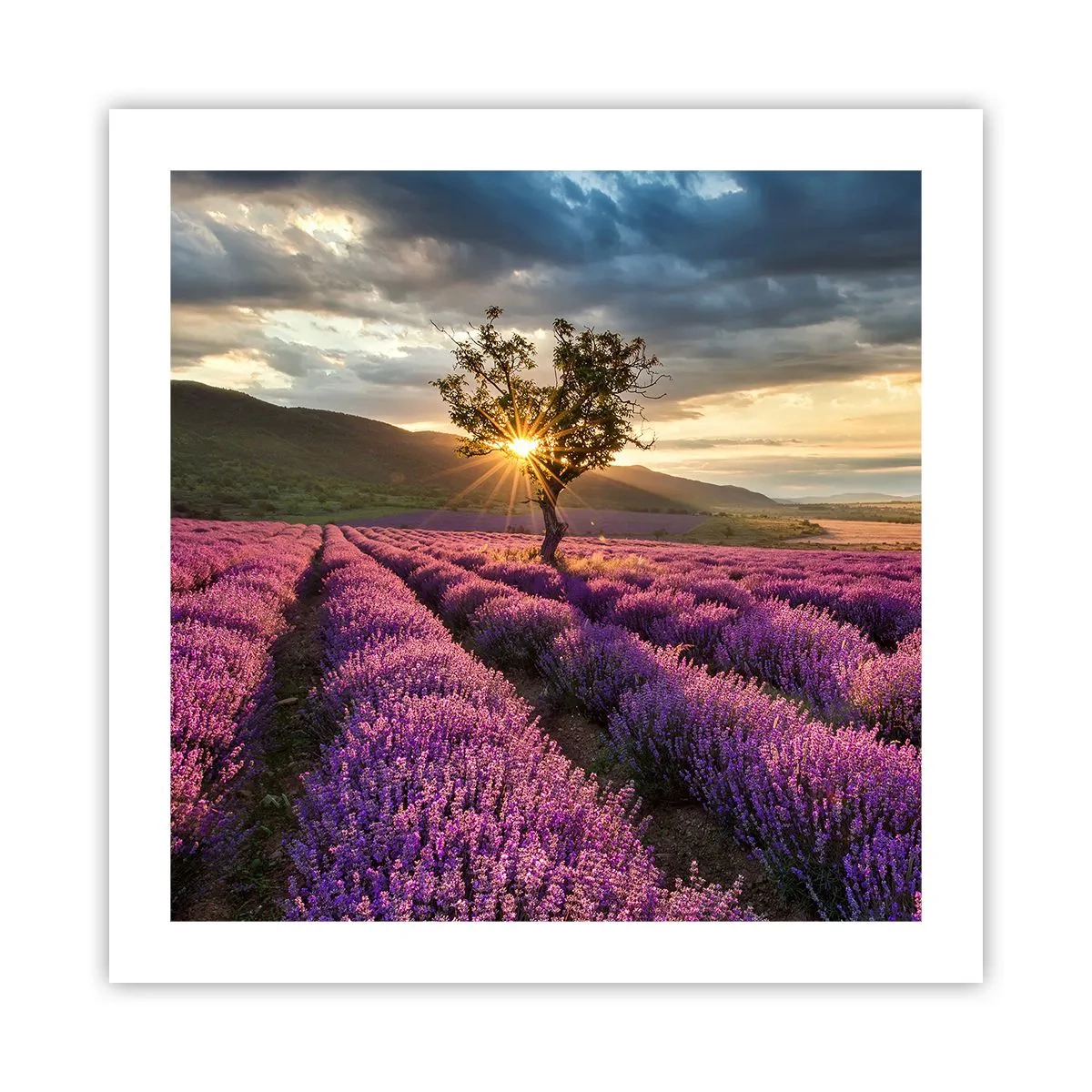 Pôster - Aroma lilás - 50x50 cm