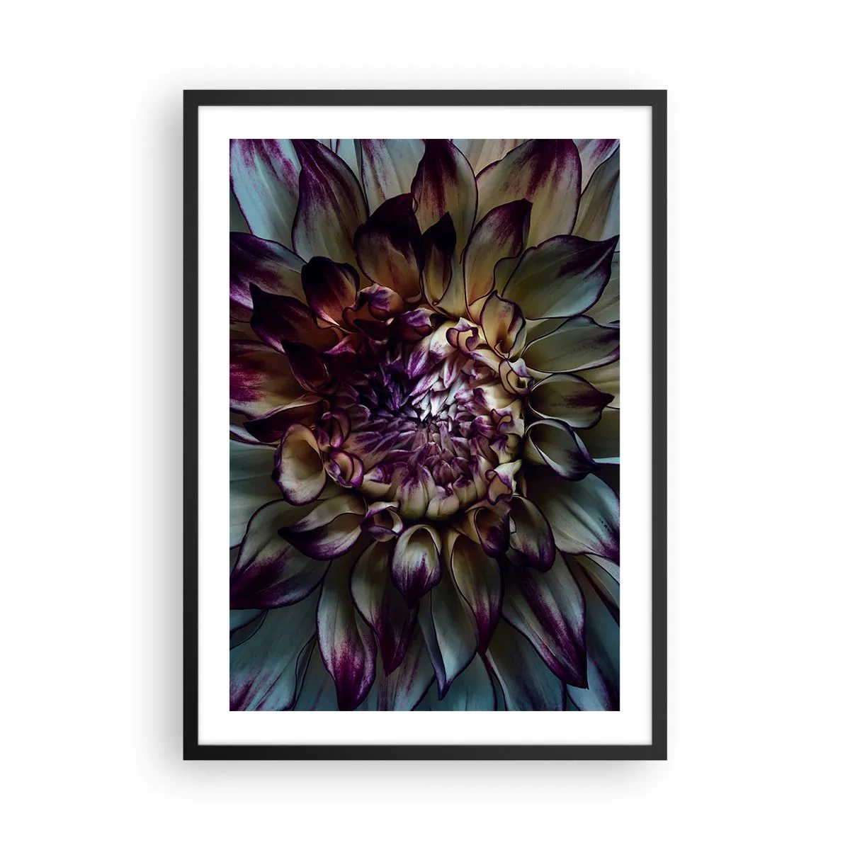 Pôster com moldura preta - Macrofotografia de dálias escuras em tons de roxo e dourado - 50x70cm - O florescimento da juventude - Decoração de parede moderna para a sala de estar e quarto ARTTOR