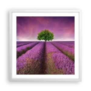 Pôster em moldura branca - Nos campos de lavanda - 50x50 cm