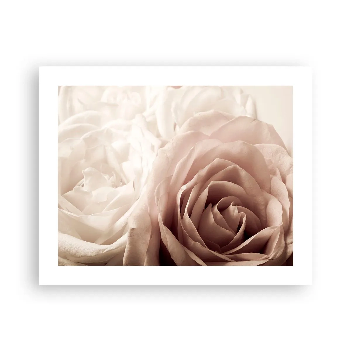 Pôster - No coração de uma rosa - 50x40 cm