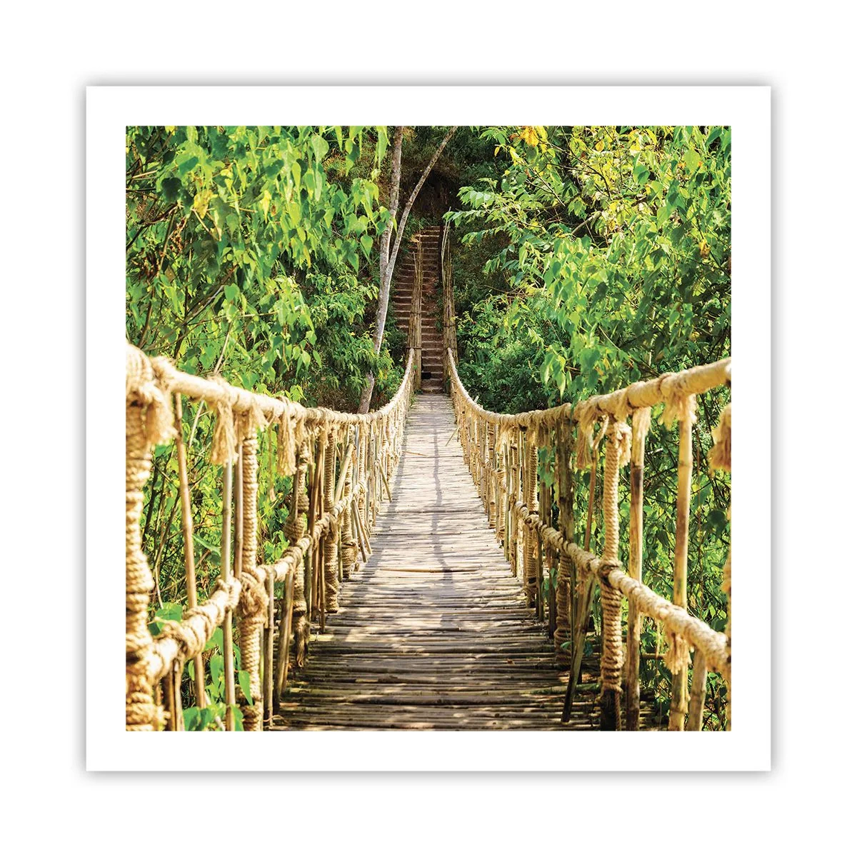 Pôster - Suspenso na vegetação - 60x60 cm