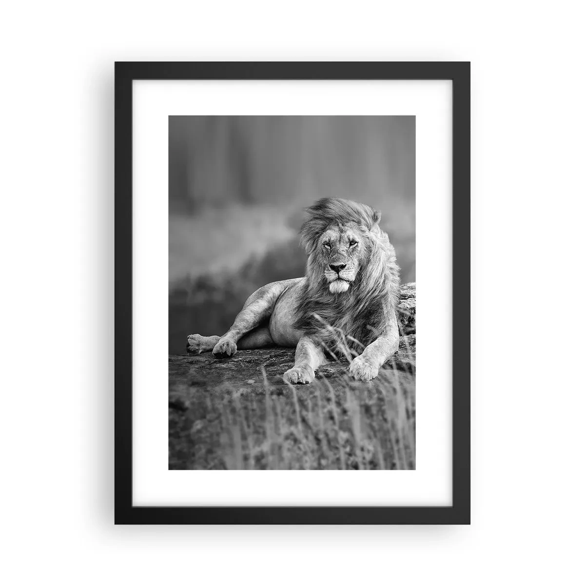 Pôster com moldura preta - Sesta real - 30x40 cm