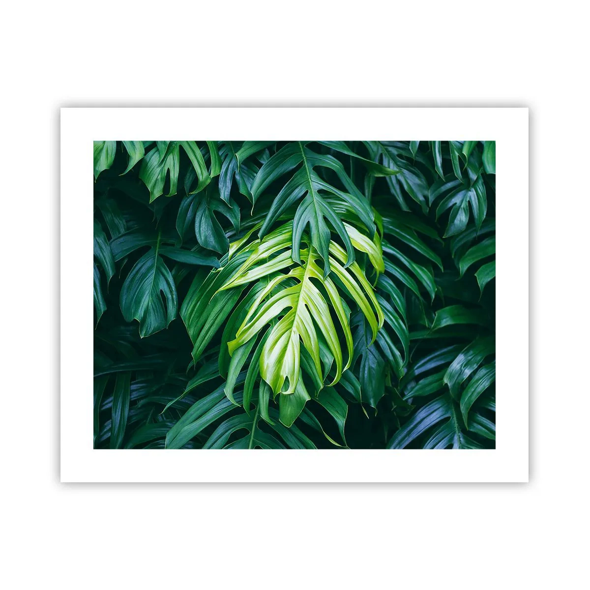 Pôster - Mergulhar no frescor - 50x40 cm