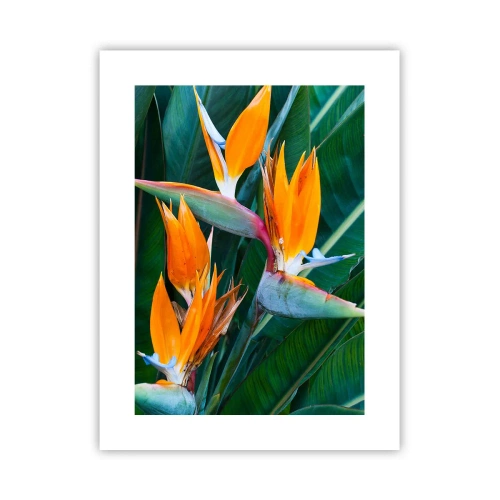 Pôster - É uma flor ou é um pássaro? - 30x40 cm