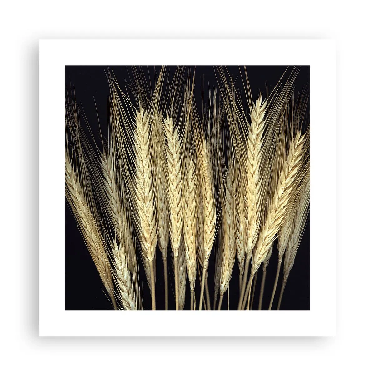 Pôster - Magia rústica - 40x40 cm