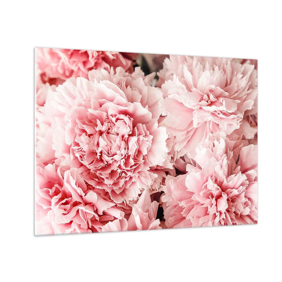 Quadro em vidro - Close-up de peônias rosas em plena floração - 70x50cm - Sonho rosa - Decoração de parede moderna para a sala de estar e quarto ARTTOR