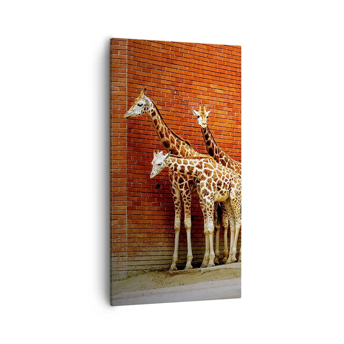 Quadro em tela - Vê alguma acácia? - 55x100 cm