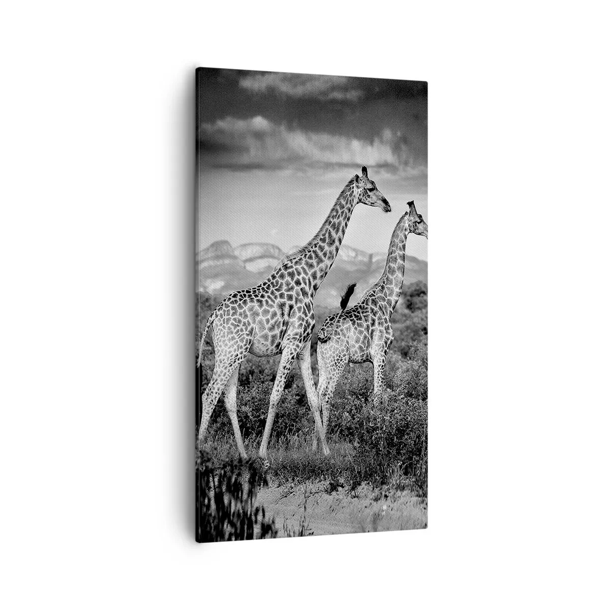 Quadro em tela - Alta Sociedade na África - 55x100 cm