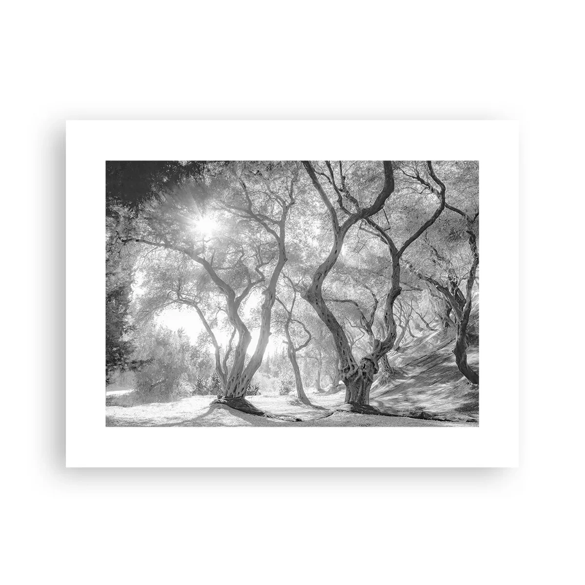 Pôster - No olival - 40x30 cm