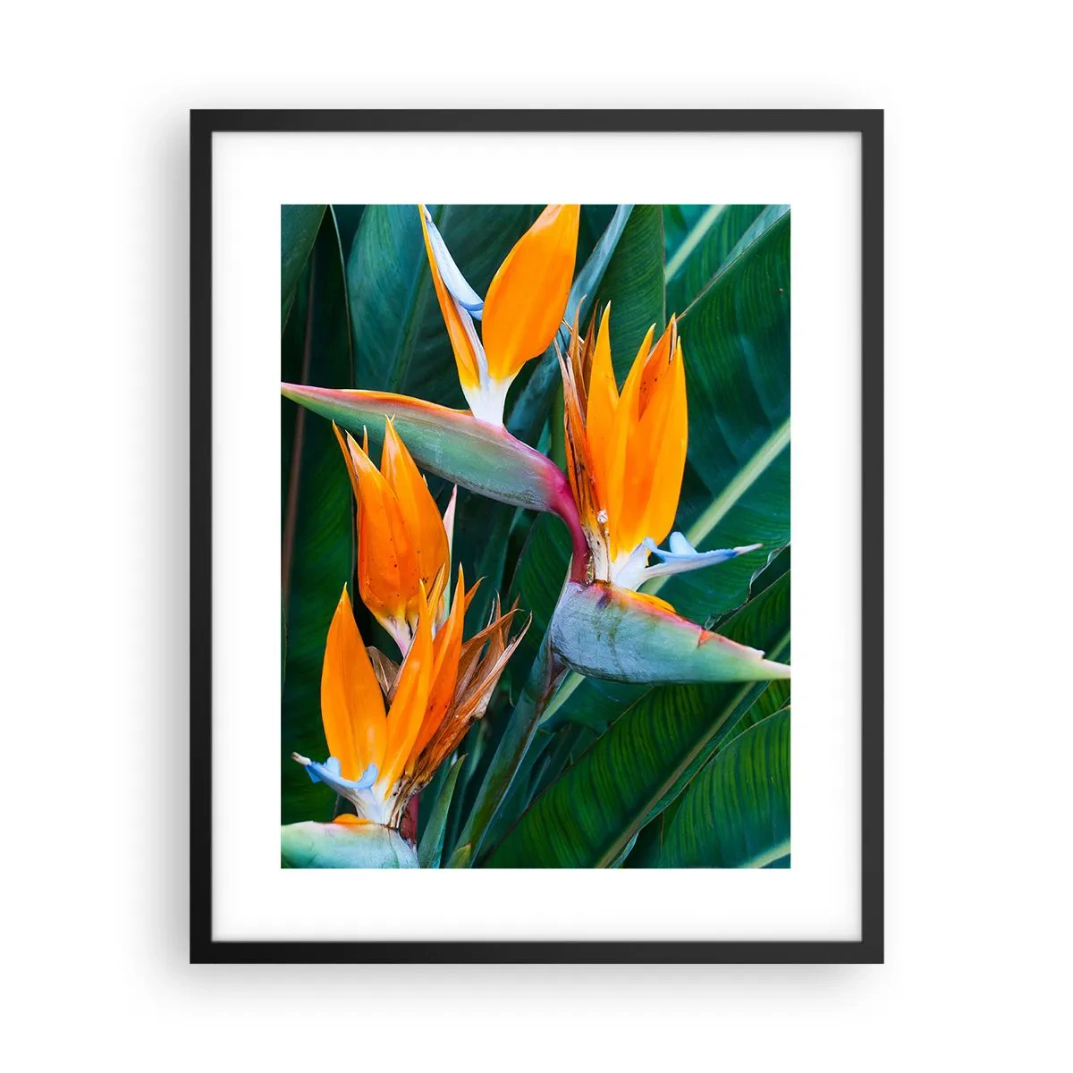 Pôster com moldura preta - É uma flor ou é um pássaro? - 40x50 cm