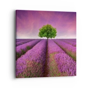 Quadro em tela - Nos campos de lavanda - 40x40 cm