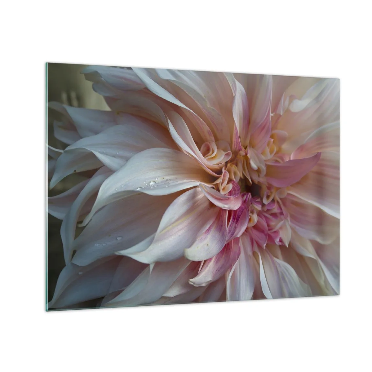 Quadro em vidro - Close-up de uma flor rosa e creme com gotas de água - 70x50cm - Frescor florescente - Decoração de parede moderna para a sala de estar e quarto ARTTOR
