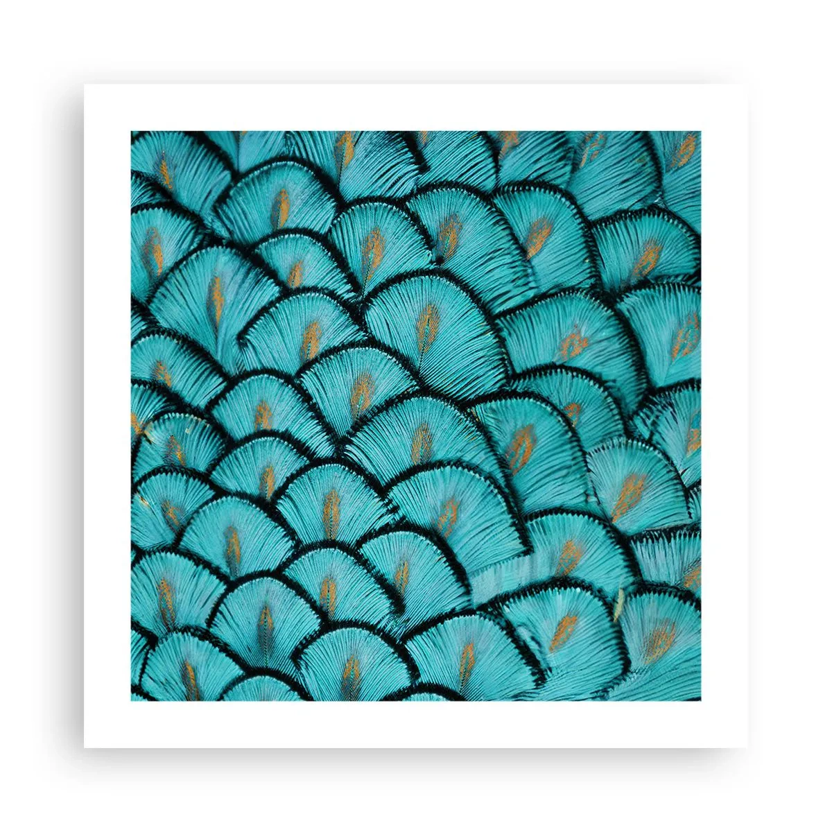 Pôster - A grande gala de penas - 50x50 cm