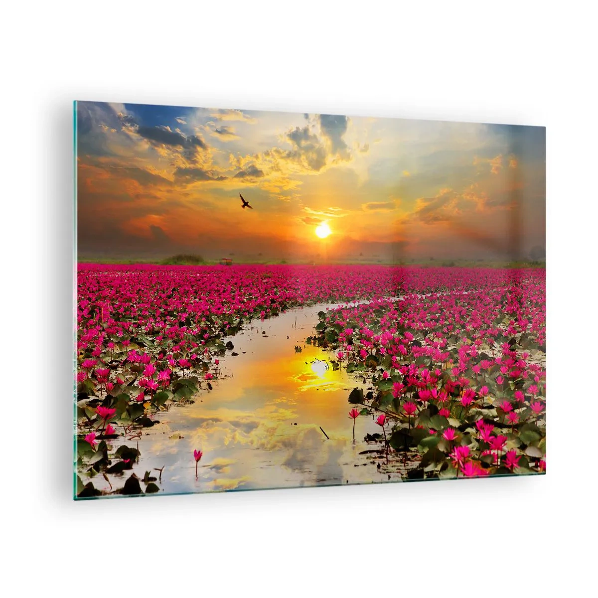 Quadro em vidro - Nenúfares cor-de-rosa em um lago ao pôr do sol - 70x50cm - A vida secreta do lago - Decoração de parede moderna para a sala de estar e quarto ARTTOR