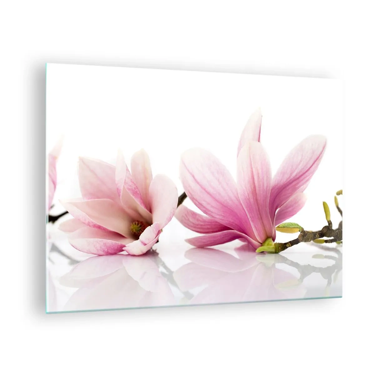Quadro em vidro - Delicadas flores de magnólia em um fundo branco - 70x50cm - Suave como um sopro de primavera - Decoração de parede moderna para a sala de estar e quarto ARTTOR