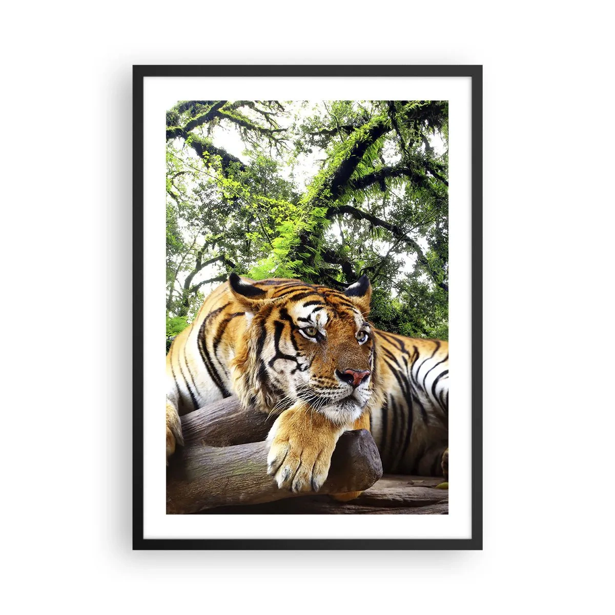 Pôster com moldura preta - Um tigre descansando entre as árvores verdes - 50x70cm - Com os melhores cumprimentos - Decoração de parede moderna para a sala de estar e quarto ARTTOR