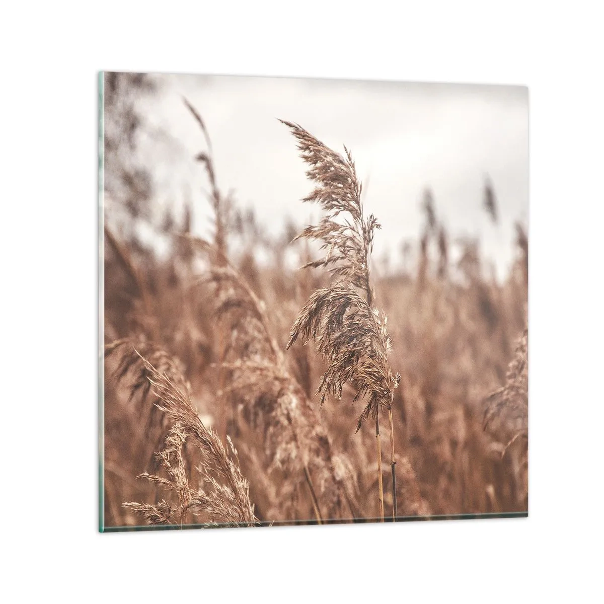 Quadro em vidro - O outono já chegou ao campo - 50x50 cm