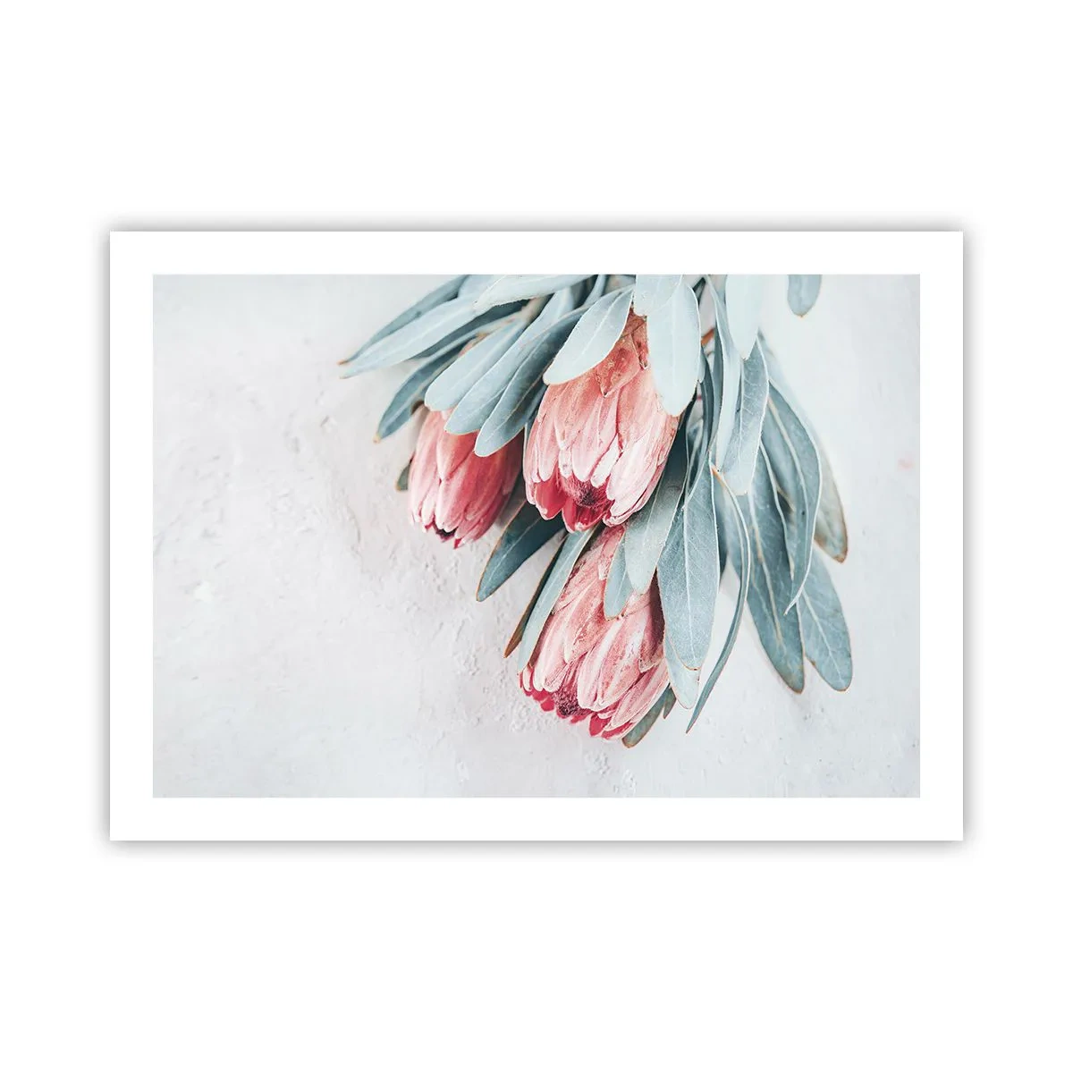 Pôster - Envergonhadas da sua própria beleza - 70x50 cm