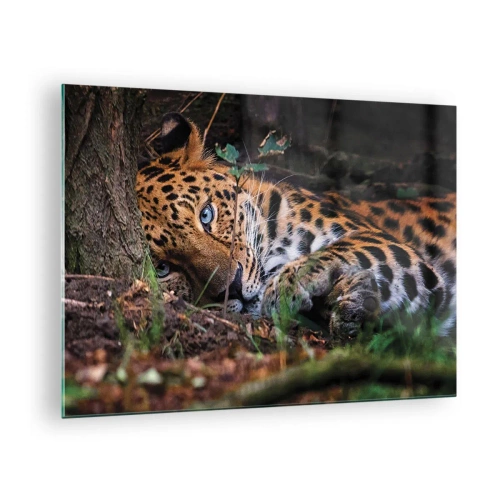 Quadro em vidro - Uma onça deitada no chão, olhando calmamente para a câmera. - 70x50cm - Confie em mim - Decoração de parede moderna para a sala de estar e quarto ARTTOR