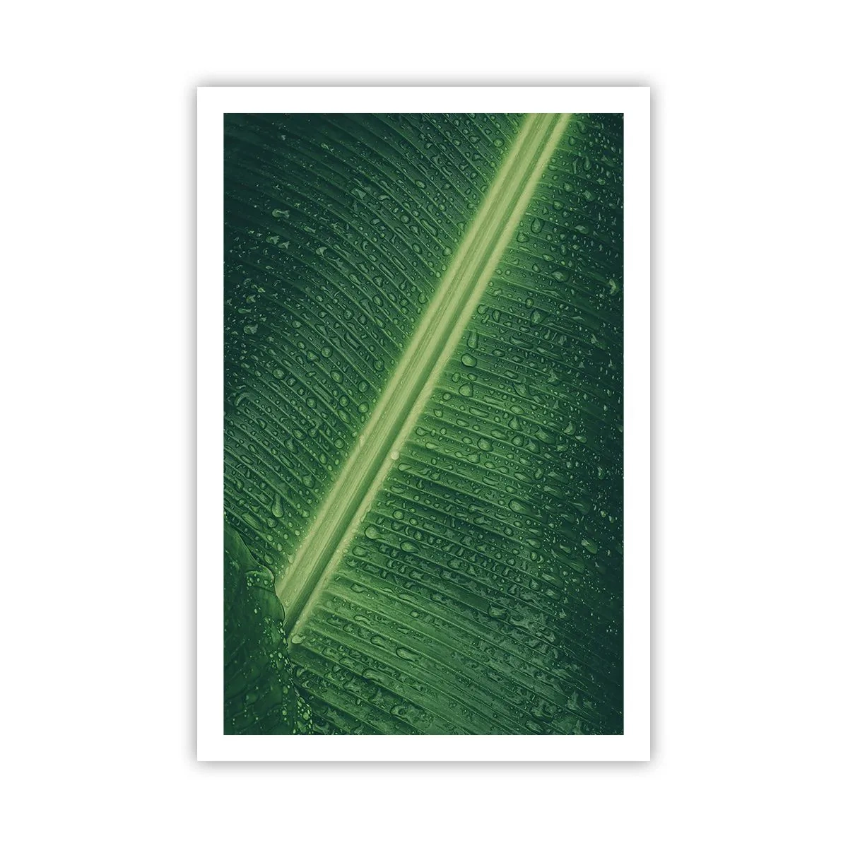 Pôster - A estrutura da vegetação - 61x91 cm