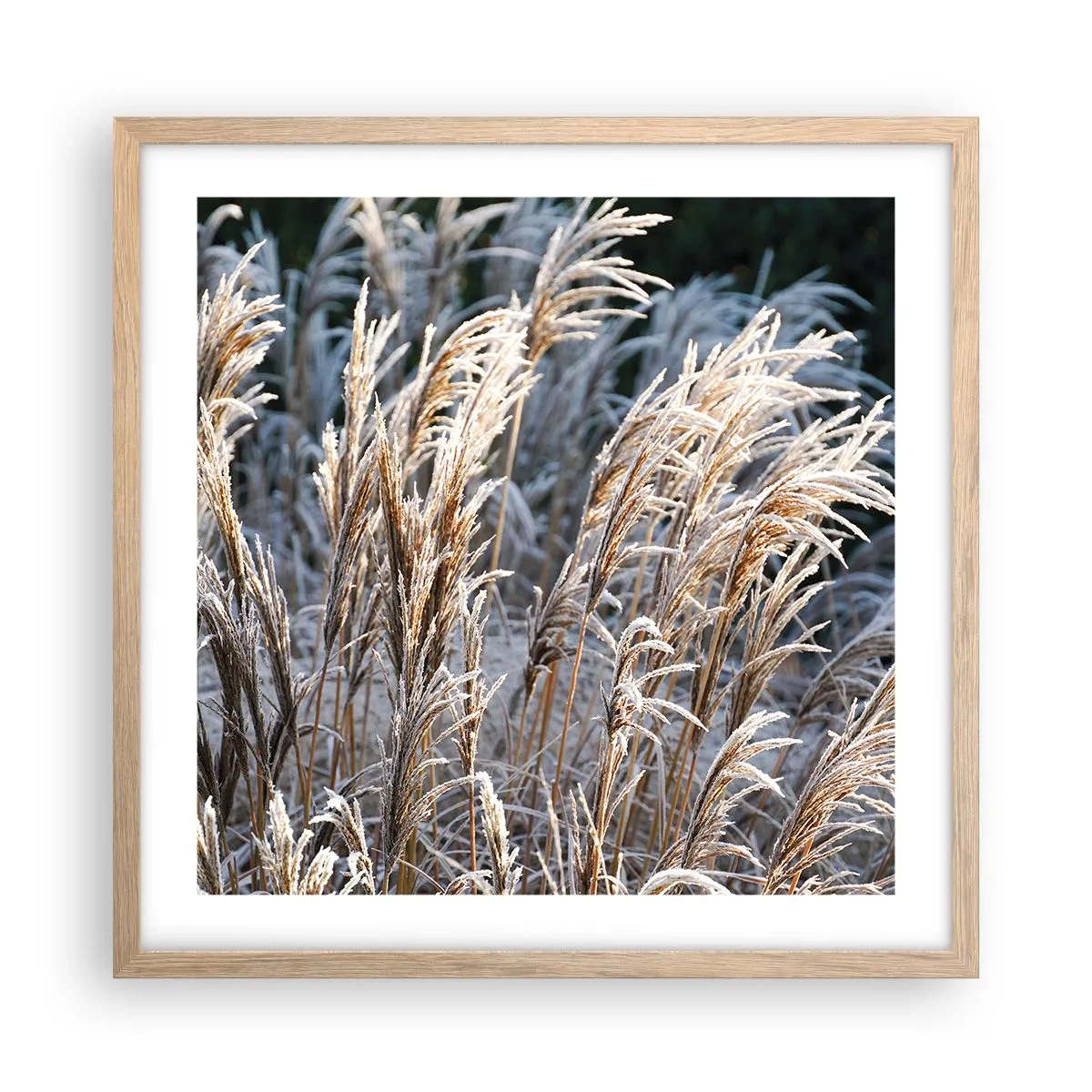 Pôster com moldura de carvalho claro - Decorado com a geada - 50x50 cm
