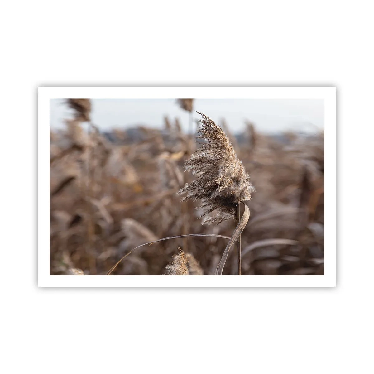 Pôster - É hora de voar com o vento - 91x61 cm