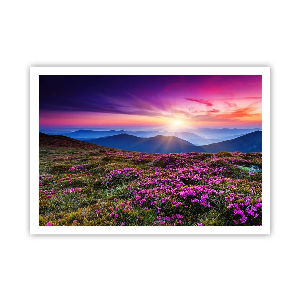 Pôster - Campo cheiroso - 100x70 cm