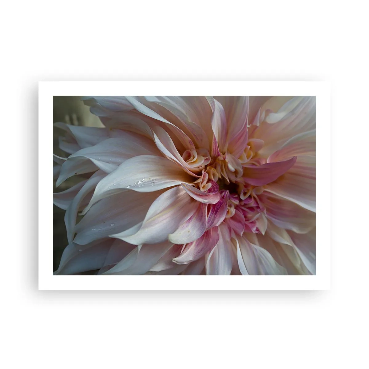 Pôster - Frescor florescente - 70x50 cm