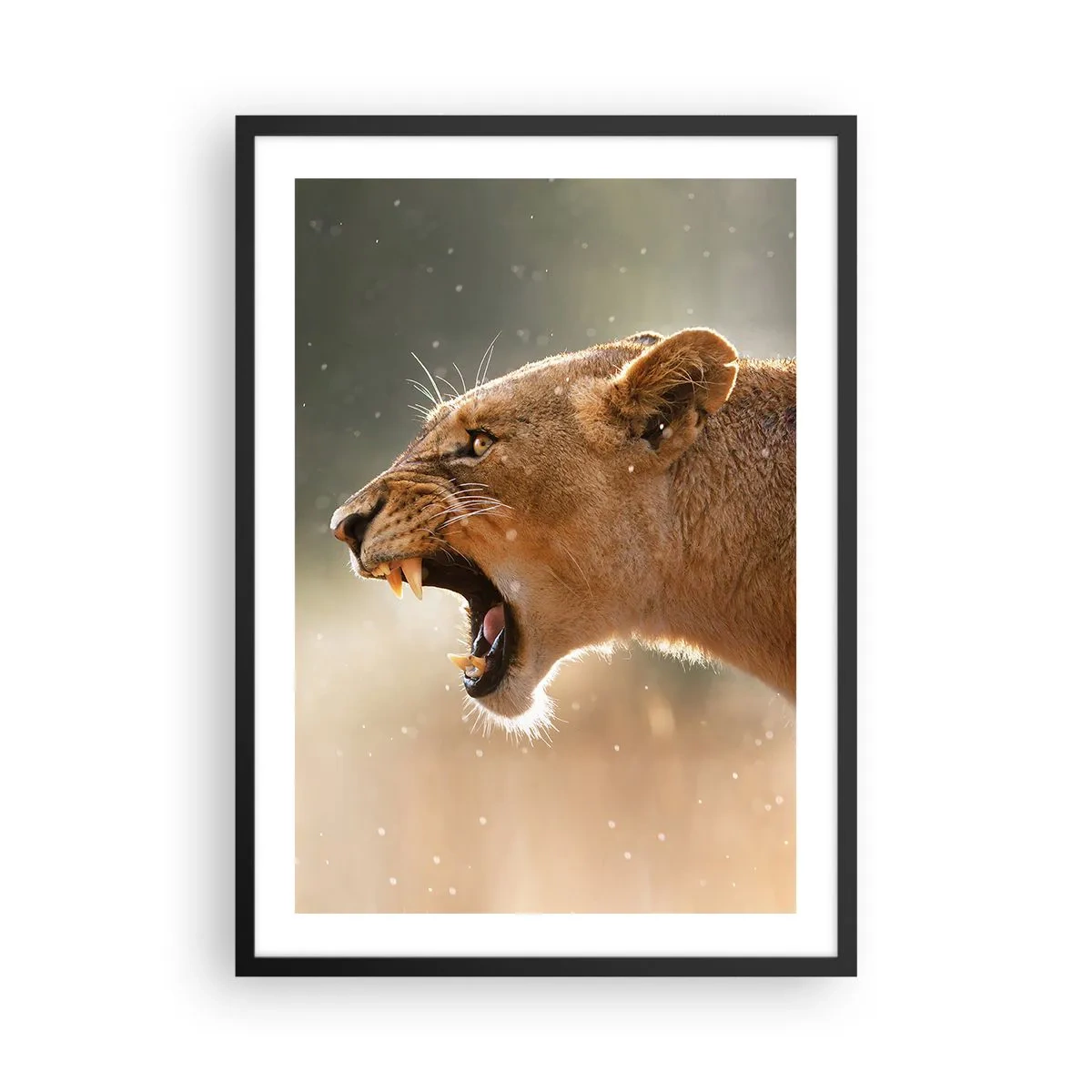 Pôster com moldura preta - Close-up de uma leoa furiosa em pleno movimento - 50x70cm - Tente não ouvir - Decoração de parede moderna para a sala de estar e quarto ARTTOR