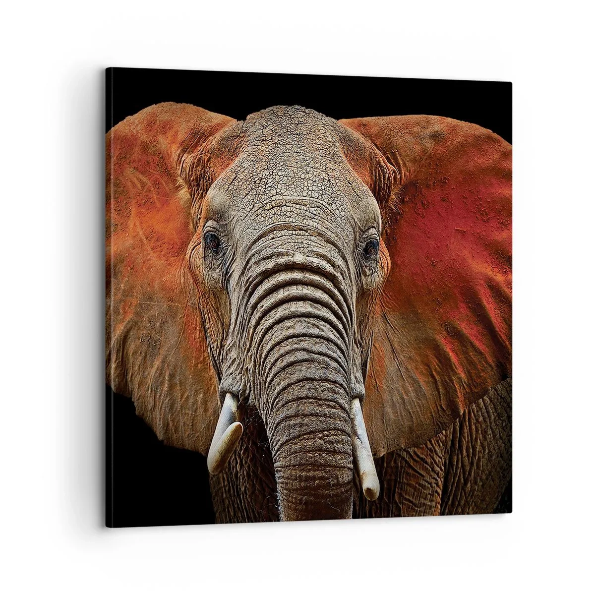 Quadro em tela - Eu sou selvagem, e você? - 60x60 cm