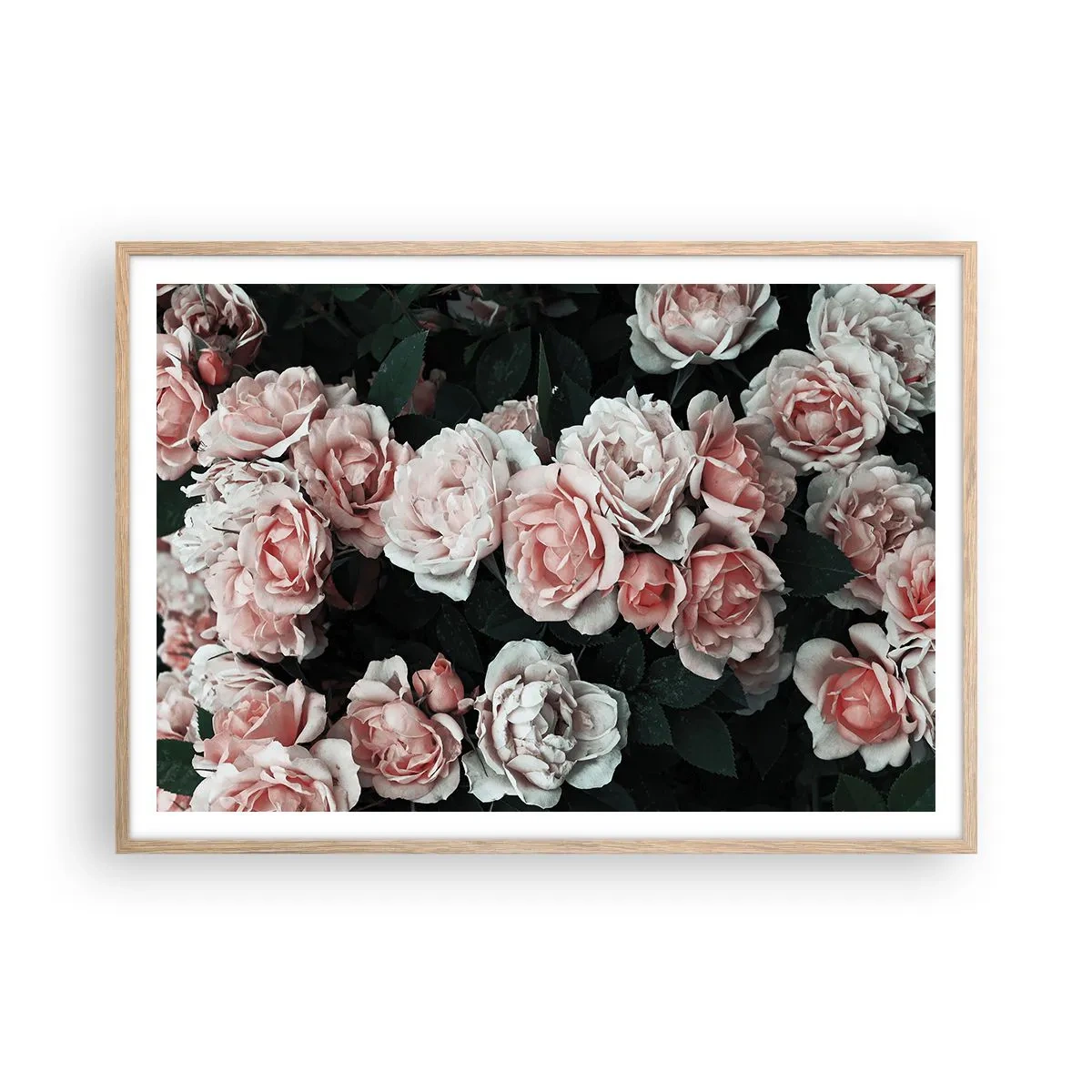 Pôster com moldura de carvalho claro - Conjuntos de rosas - 100x70 cm