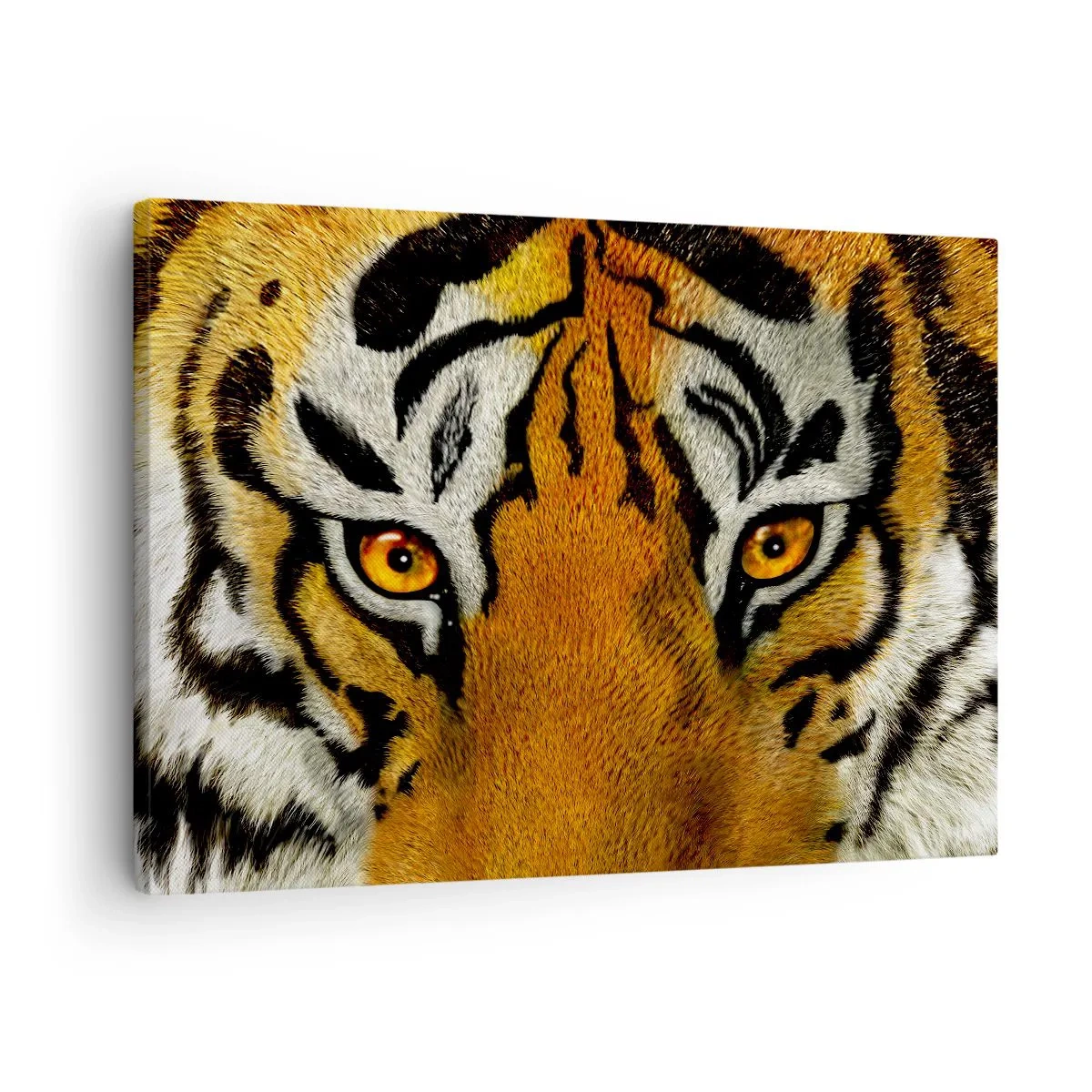 Quadro em tela - Retrato em close-up de um tigre com um olhar intenso - 70x50cm - Perigoso e bonito - Decoração de parede moderna para a sala de estar e quarto ARTTOR