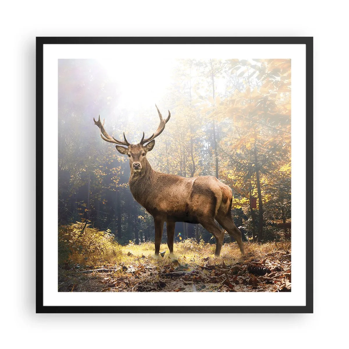 Pôster com moldura preta - Em plena majestade - 60x60 cm
