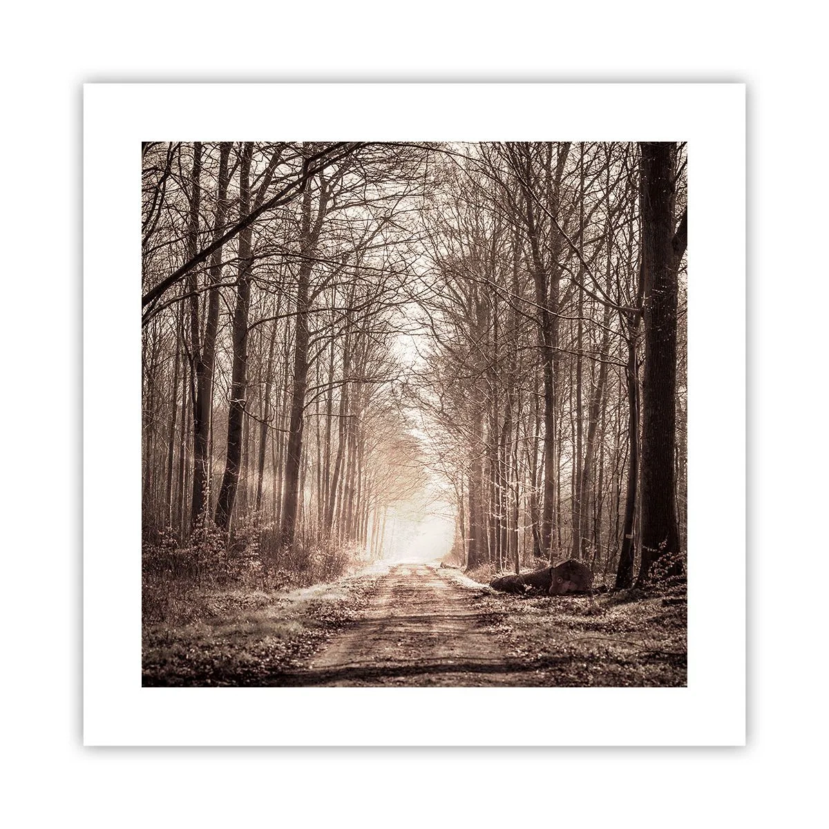 Pôster - Catedral na Floresta - 40x40 cm