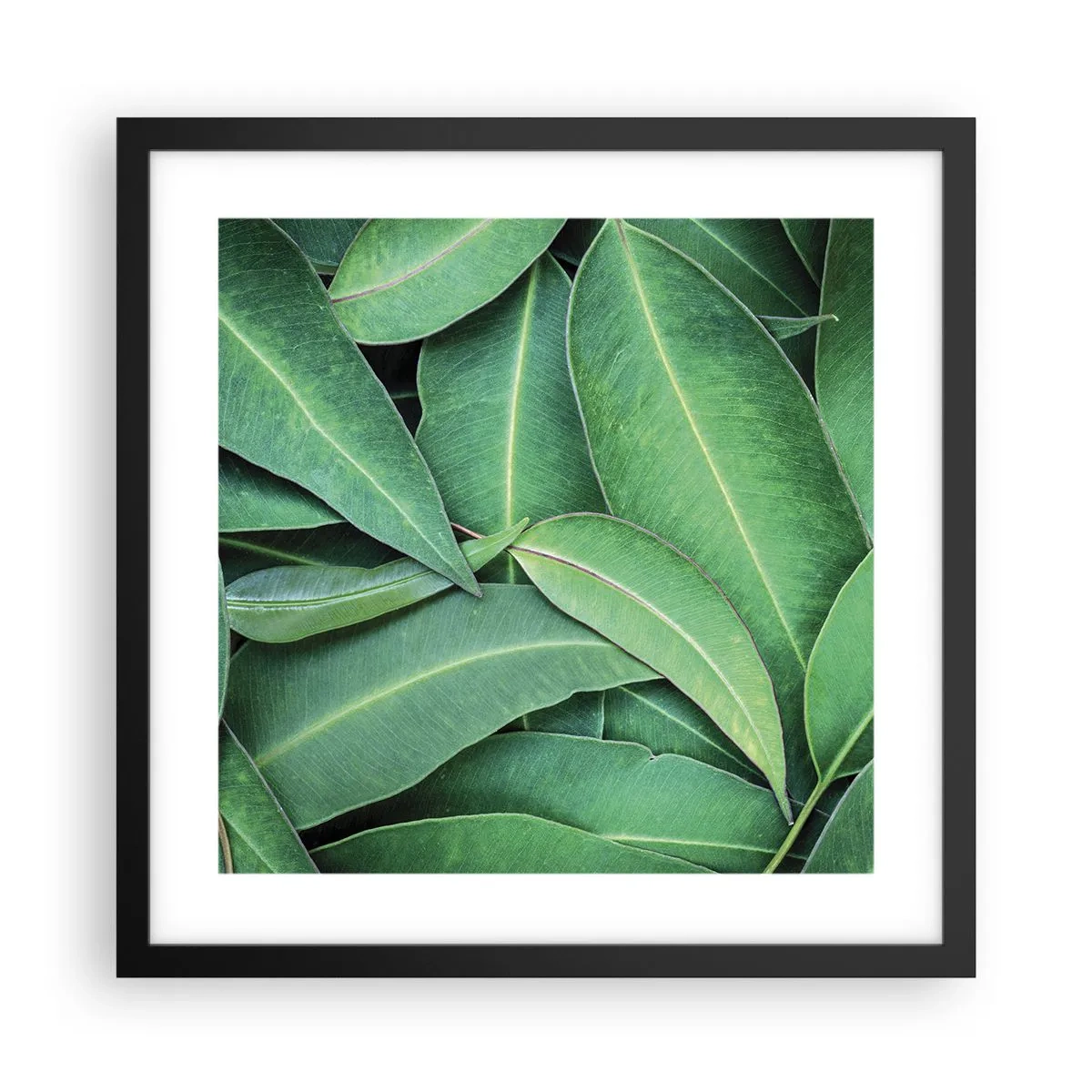 Pôster com moldura preta - Suculentas e frescas - 40x40 cm