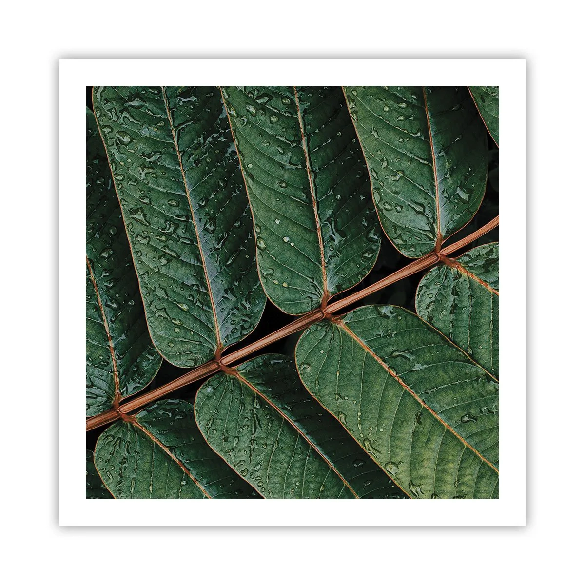 Pôster - Num ritmo verde - 60x60 cm