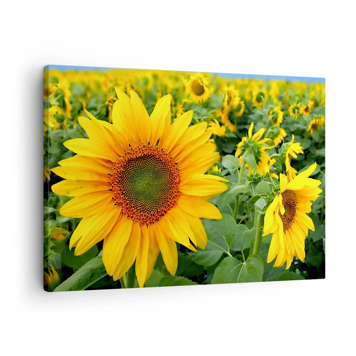 Quadro em tela - Um campo de girassóis com flores amarelas sobre um fundo de folhas verdes - 70x50cm - Centenas de sóis brilharam - Decoração de parede moderna para a sala de estar e quarto ARTTOR