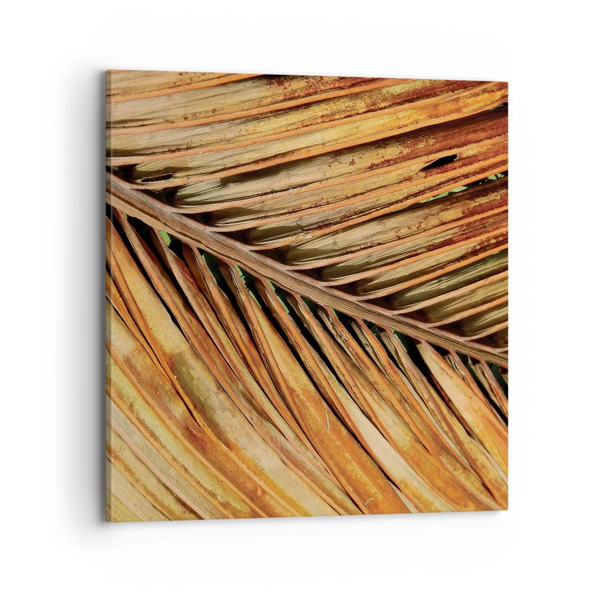 Quadro em tela - Ouro de coco - 70x70 cm
